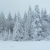 Rehefeld_11
