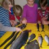 Fisch_7