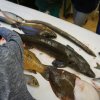 Fisch_02