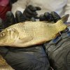 Fisch_10