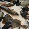Fisch_12