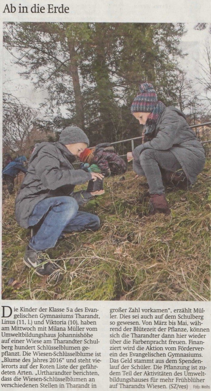 Schüler pflanzen Schlüsselblumen
