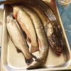 Fische_02