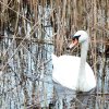 Teich_09