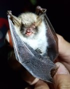 eingefangene Fledermaus eingefangene Fledermaus