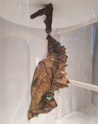 Exponat der Insektenausstellung Foto Insektenausstellung