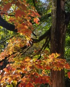 herbstlicher Baum im Forstbotanischen Garten Foto eines herbstlichen Baumes im Forstbotanischen Garten Tharandt